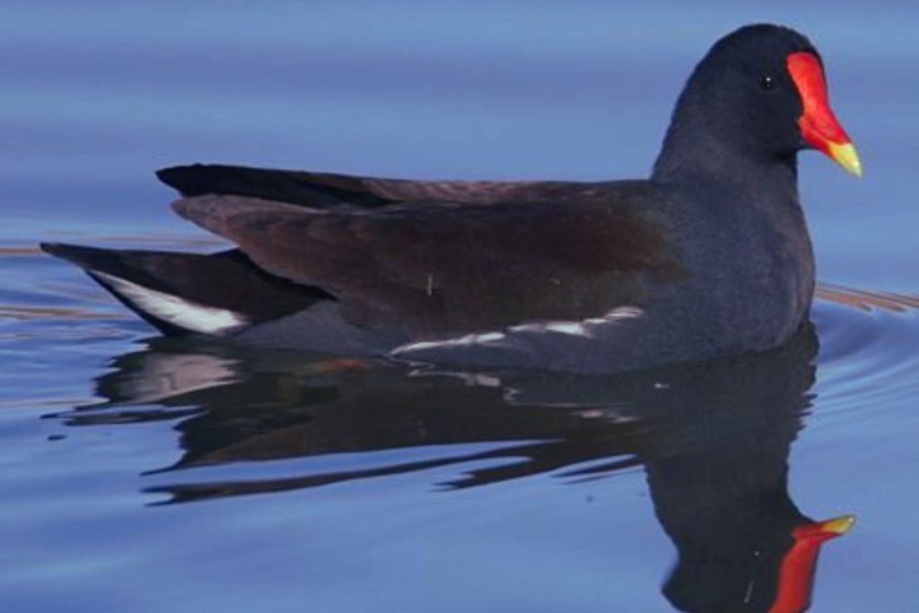 Eurasian Moorhens