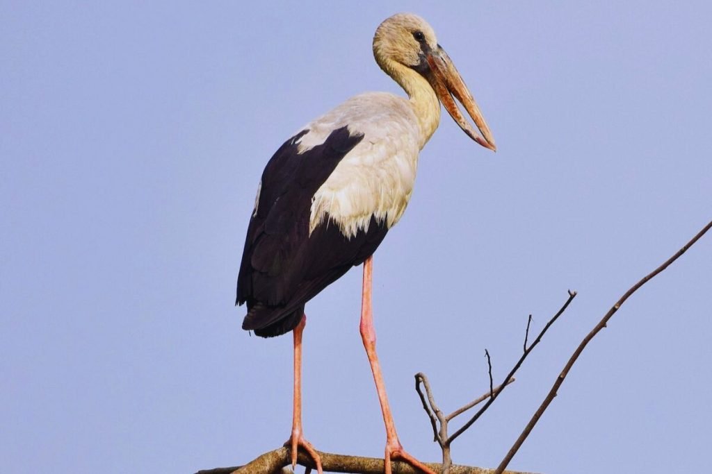 Asian Openbill Storks in Rajaji National Park