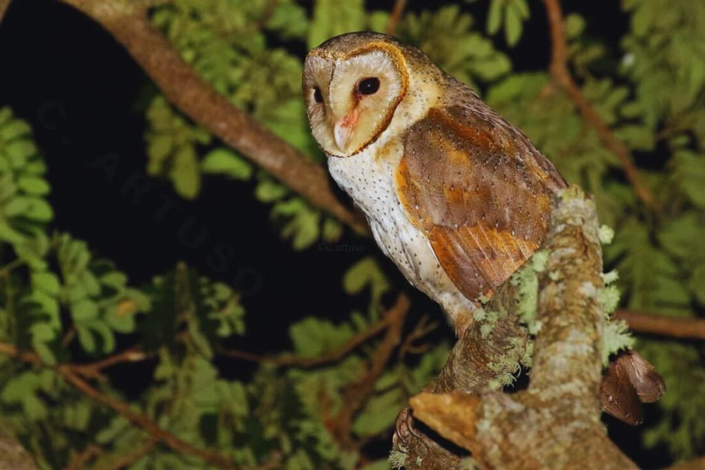 Owls in Rajaji National Park
