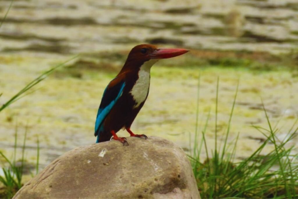 Kingfishers in Rajaji National Park