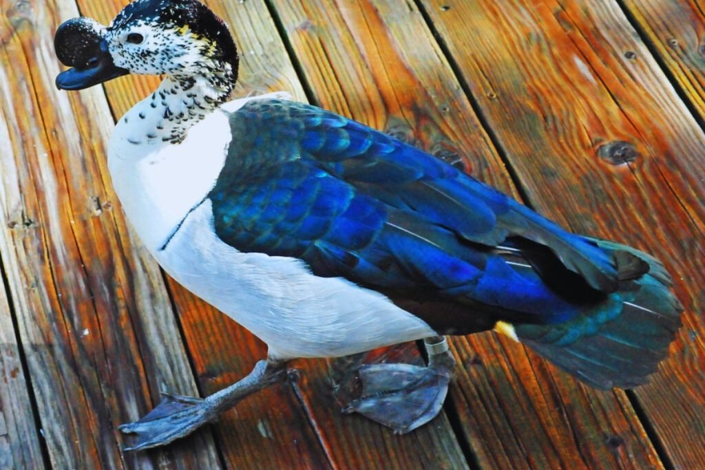 Knob-billed Duck