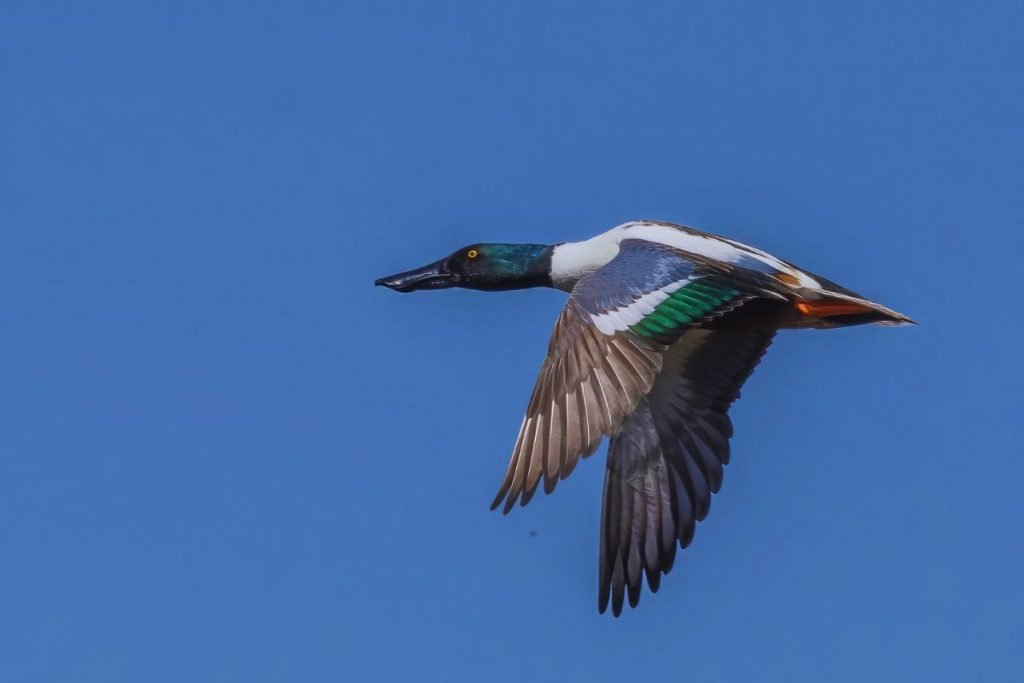 Northern Shoveler