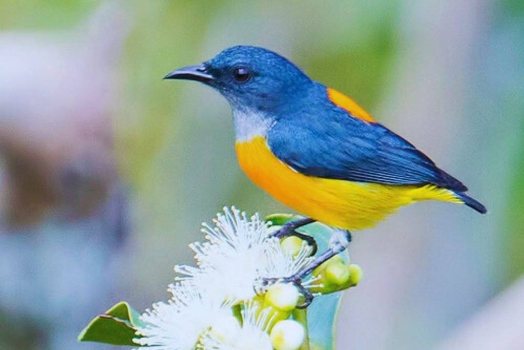 Flowerpeckers