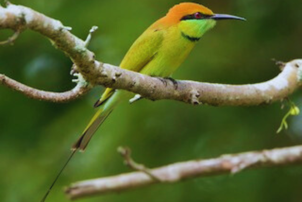 Bee-eaters, Rollers, and Allies