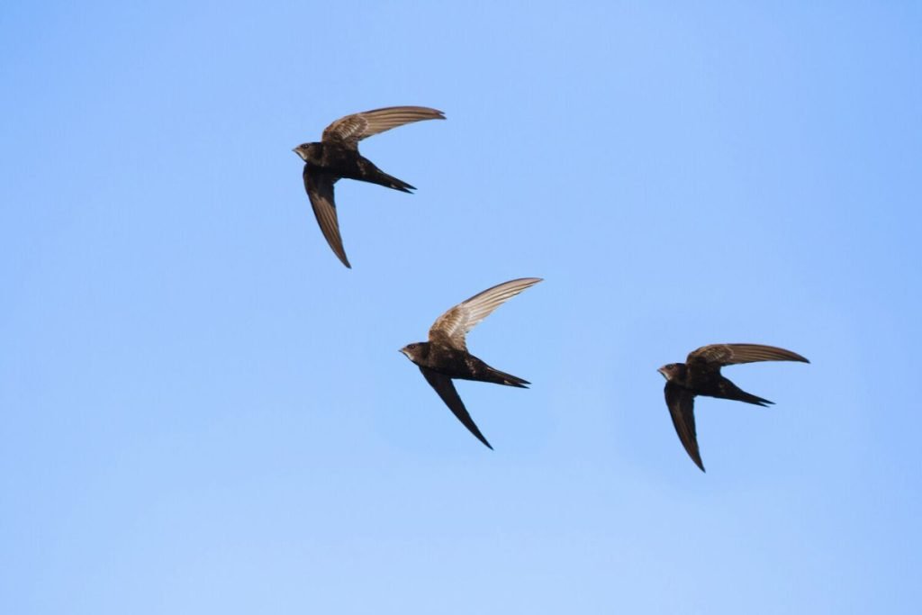 Swifts
