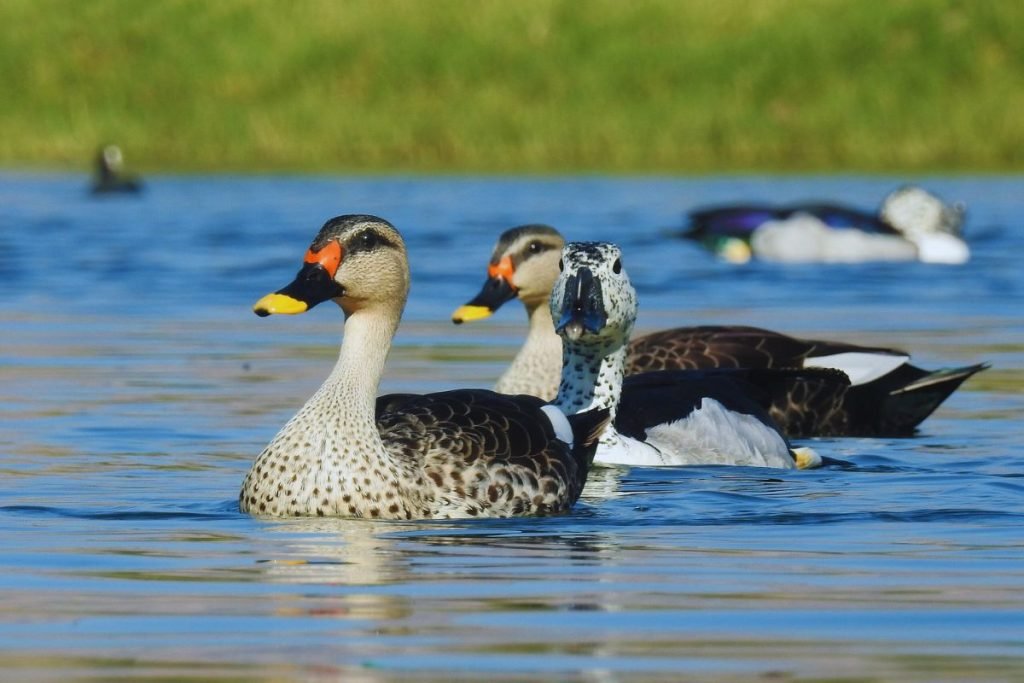 Indian Spot-billed Duck