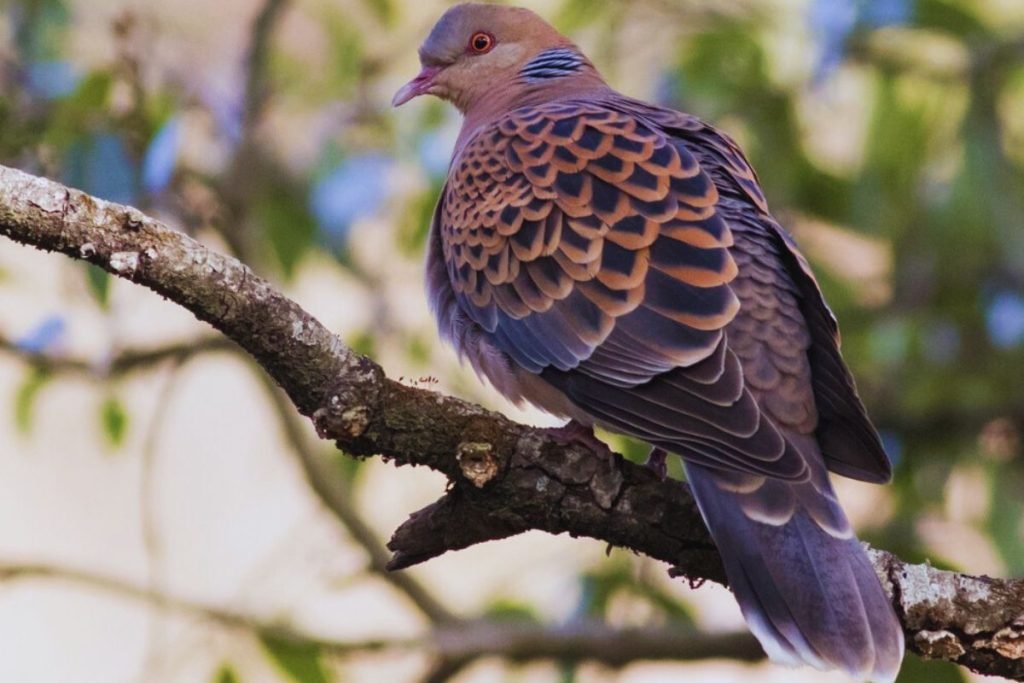 Oriental Turtle Dove in Rajaji