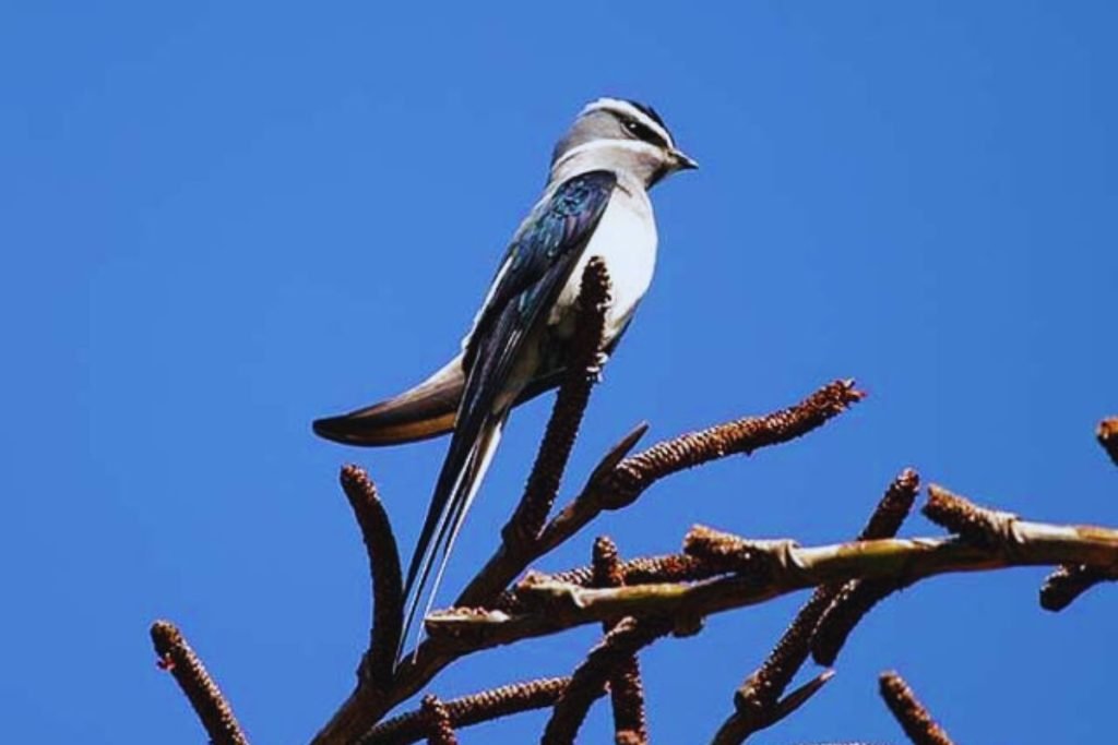 Treeswifts