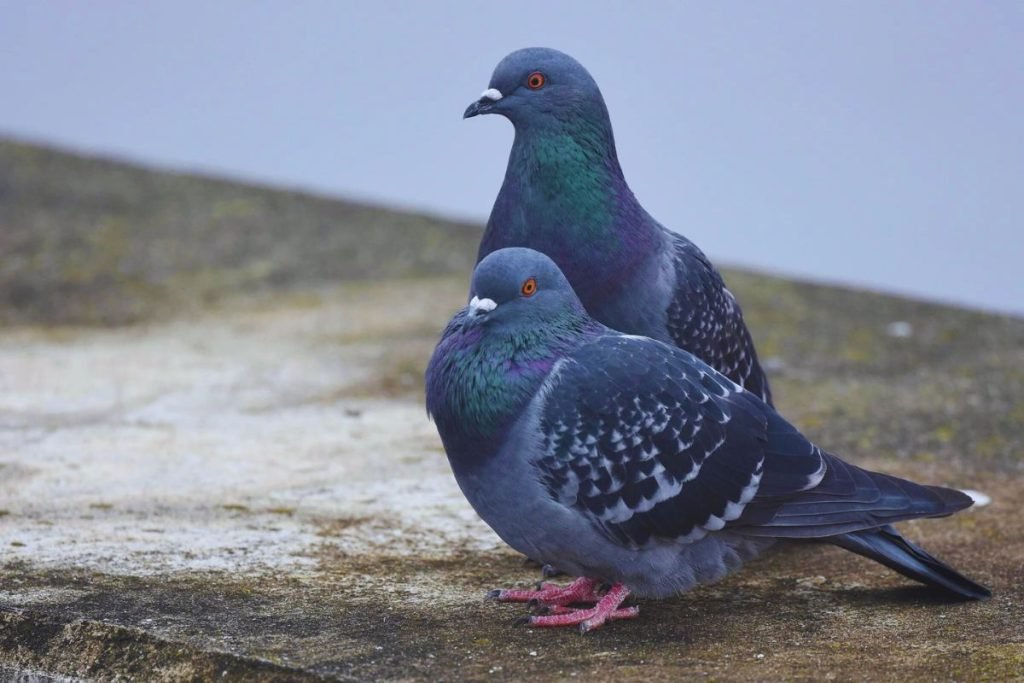 Rock Pigeons in Rajaji National Park