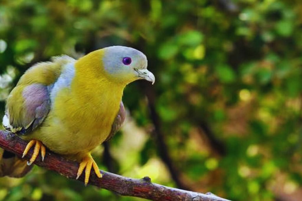 The Yellow-footed Green Pigeon