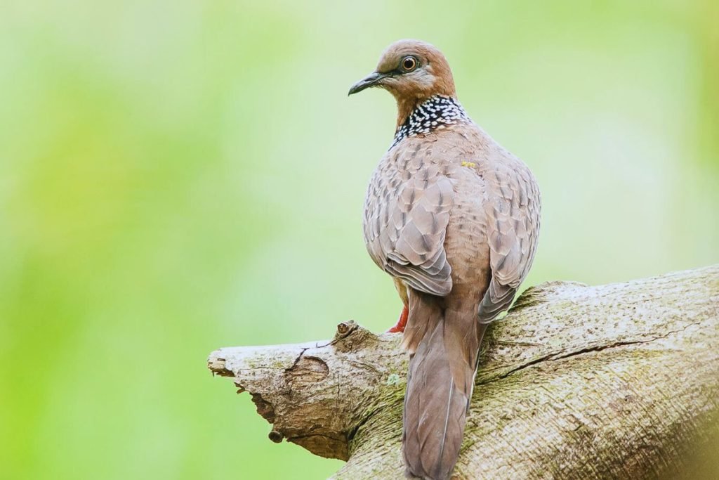 Spotted Dove