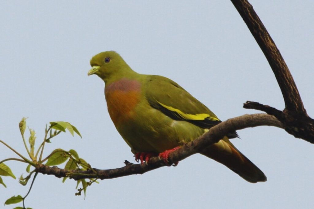 Orange-breasted Green-Pigeon