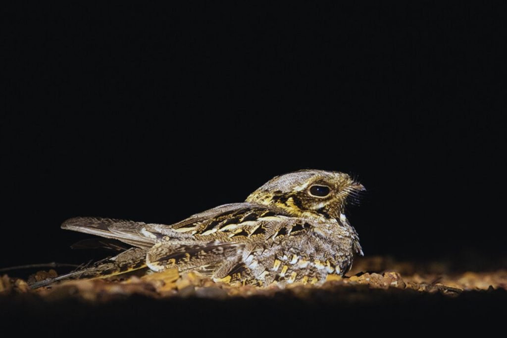 Indian Nightjar in Rajaji National Park