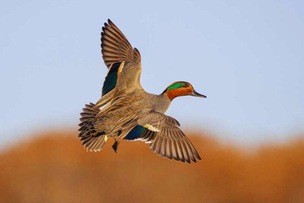 Green-winged Teal