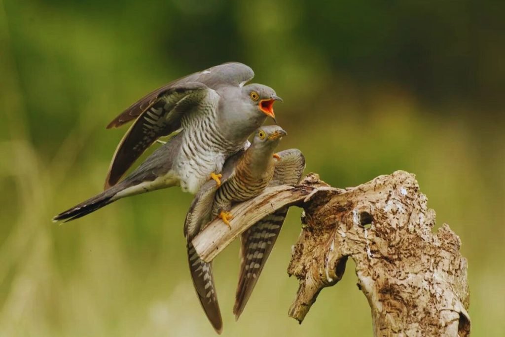 Common Cuckoo