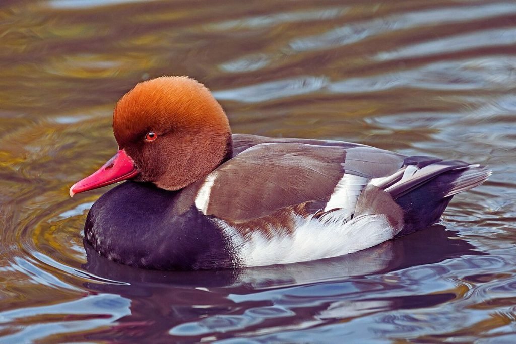 Red-Crested Pochard
