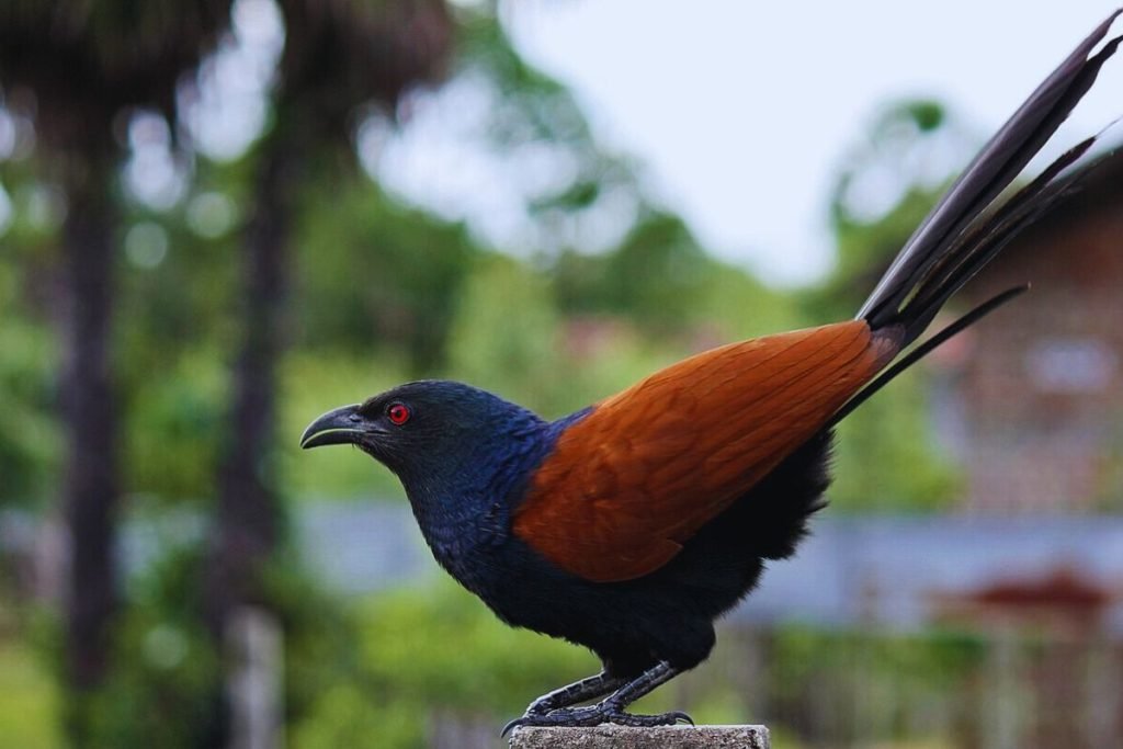 Greater Coucal