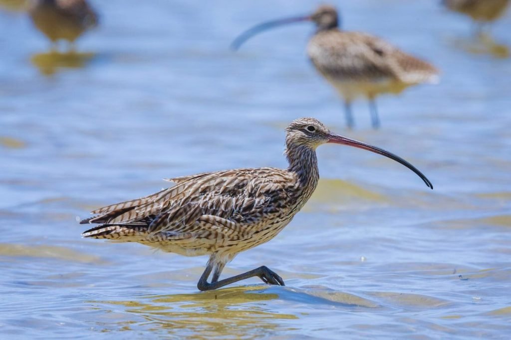 Shorebirds in Rajaji National Park