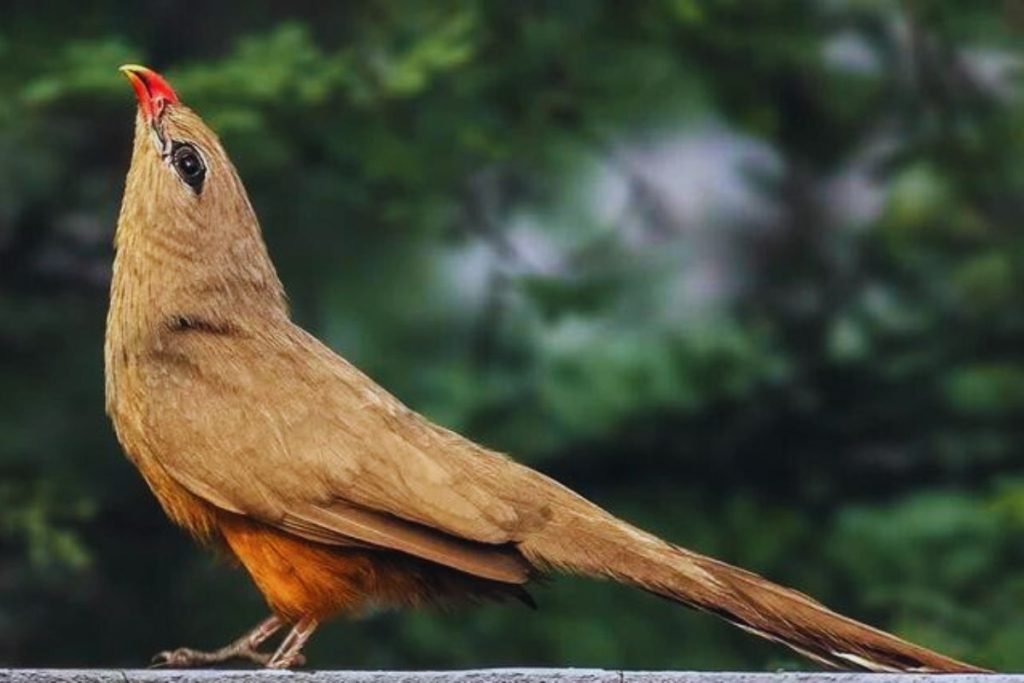 Sirkeer Malkoha