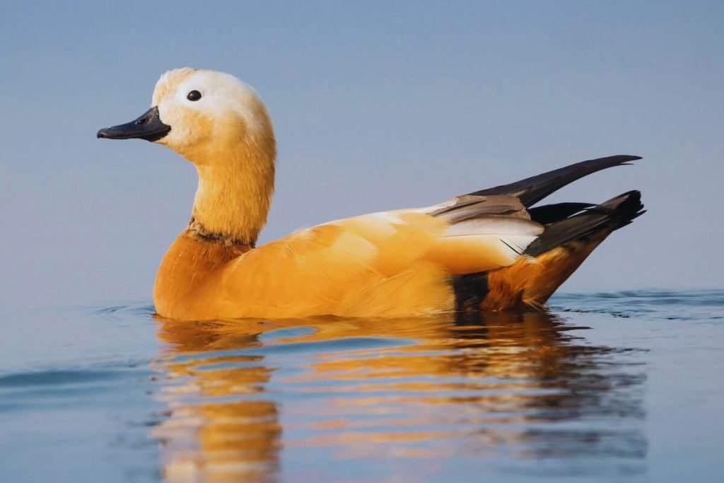 Ruddy Shelduck