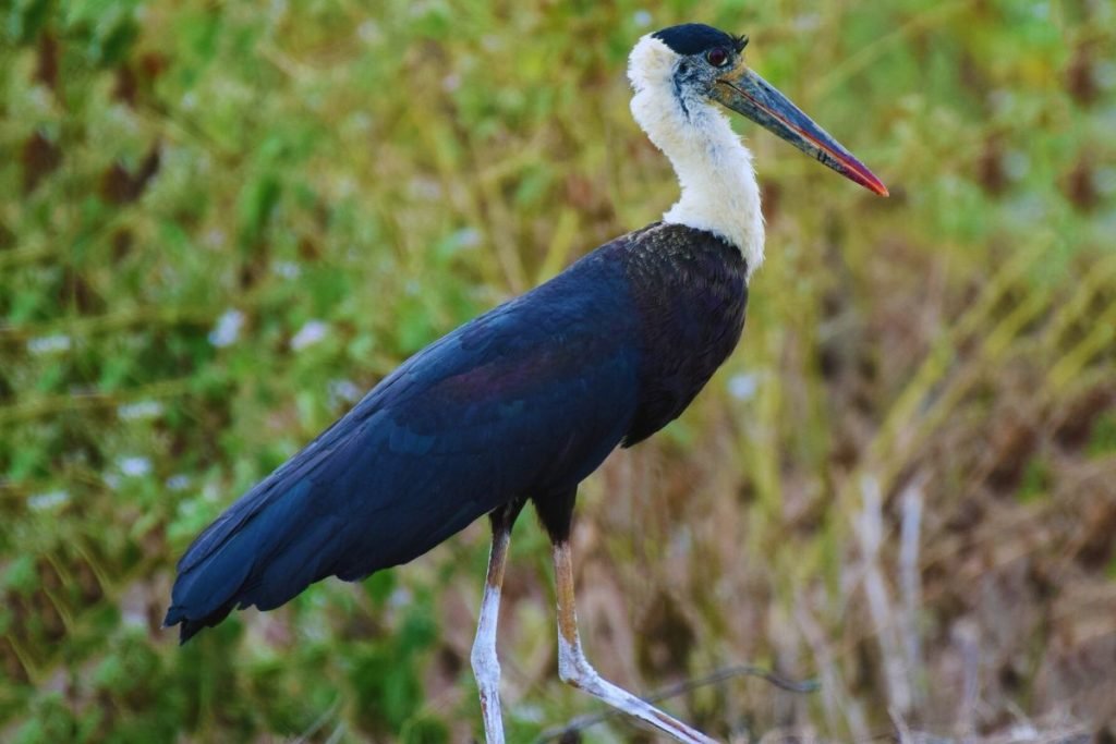 Storks