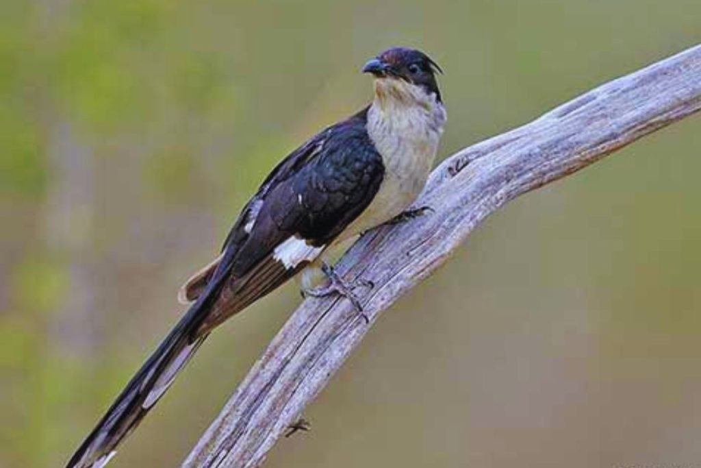 Pied Cuckoo 