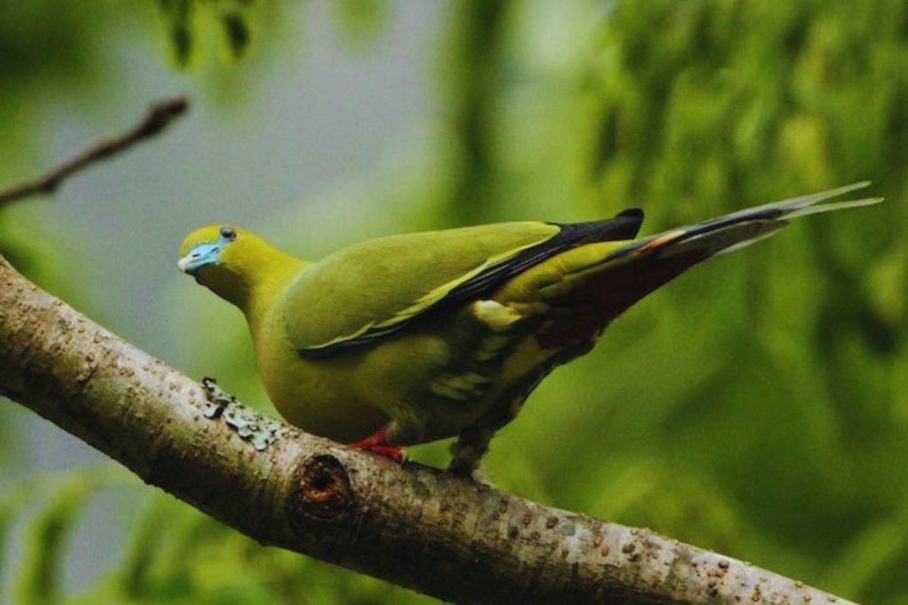 Wedge-tailed Green-Pigeon