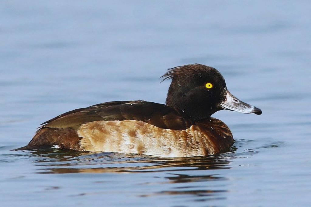 Tufted Duck in Rajaji National Park