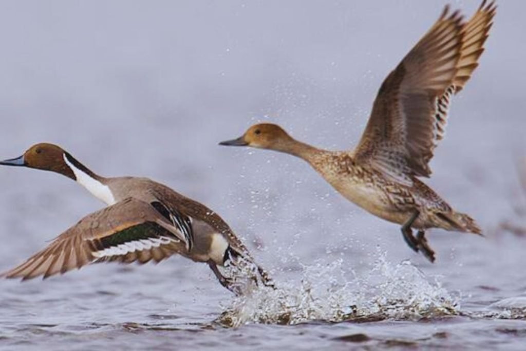 Northern Pintail