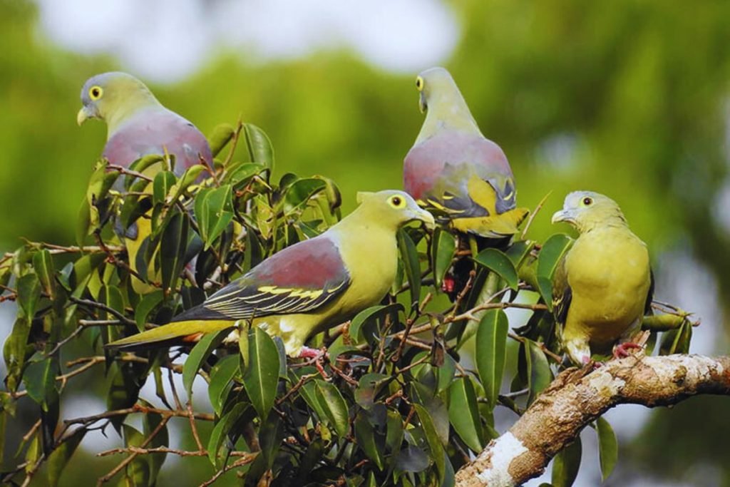 Green Pigeon Species (Treron sp.)