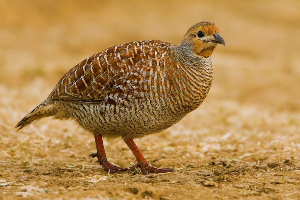 Grey Francolin in Rajaji National Park