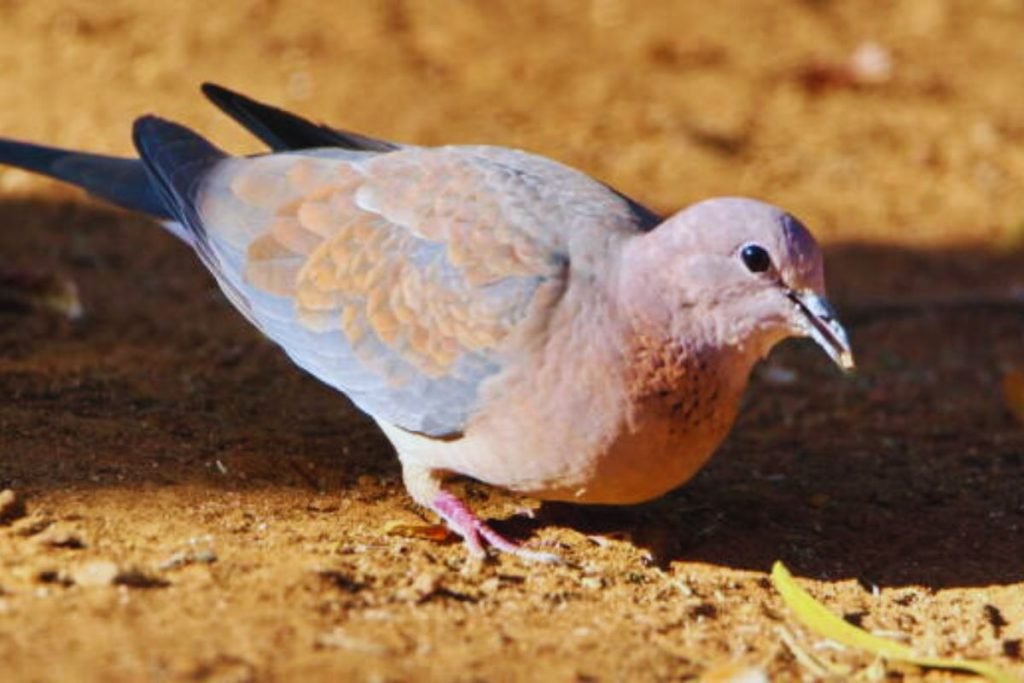 Laughing Dove (Spilopelia senegalensis)