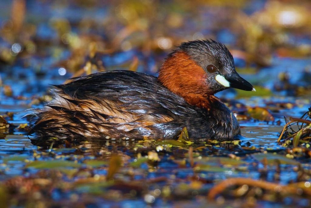 Little Grebe in Rajaji National Park