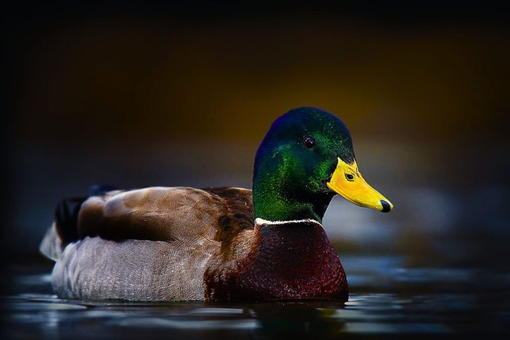 Mallard in Rajaji National Park