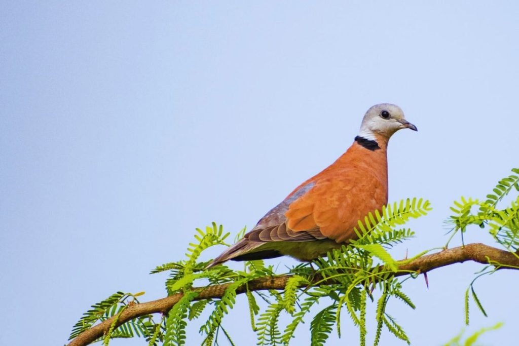 Red-Collared Dove in Rajaji National Park