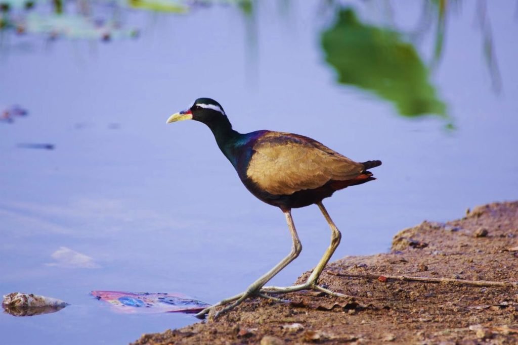 Bronze-winged Jacana Rajaji National Park