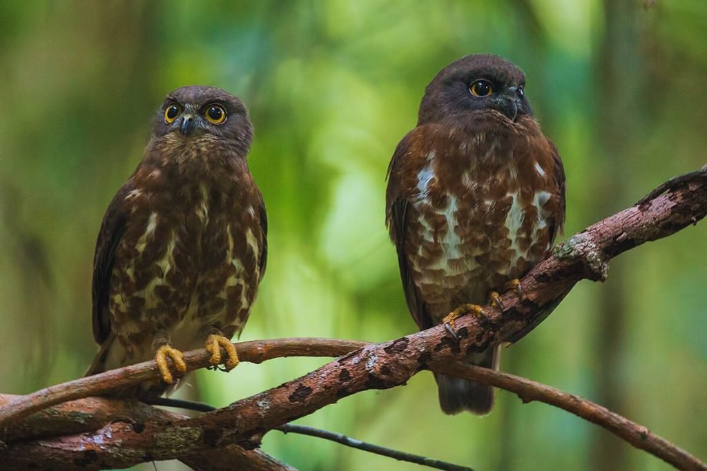 Brown Hawk-Owl in Rajaji National Park