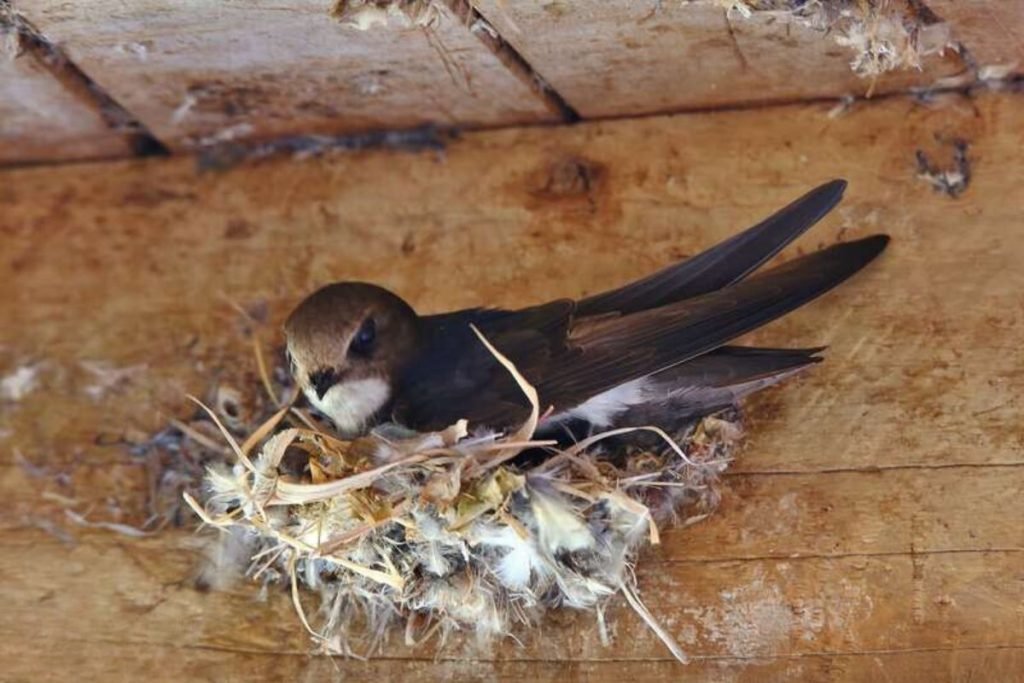 Little Swift