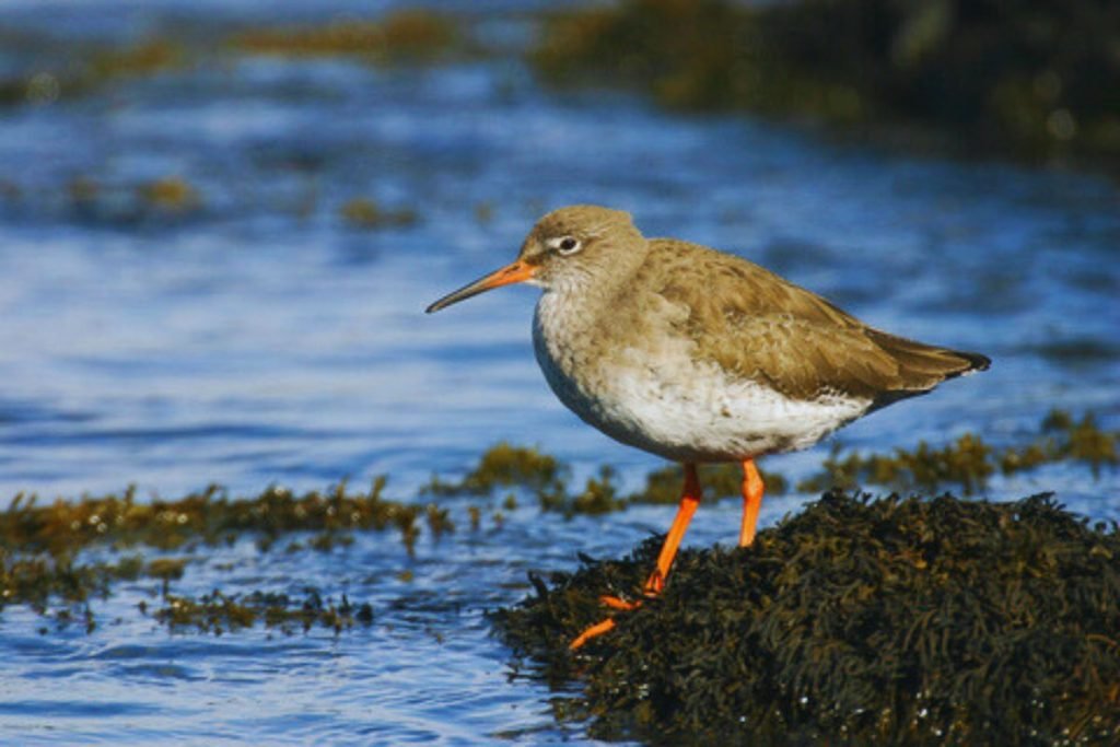 Common Redshank in Rajaji National Park