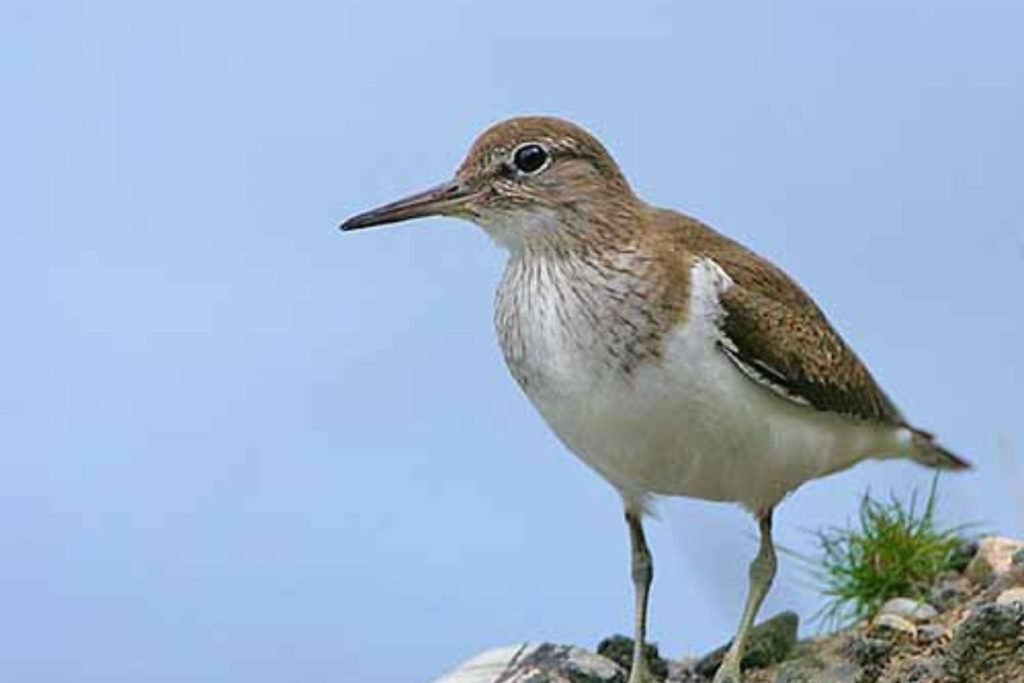 Common Sandpiper