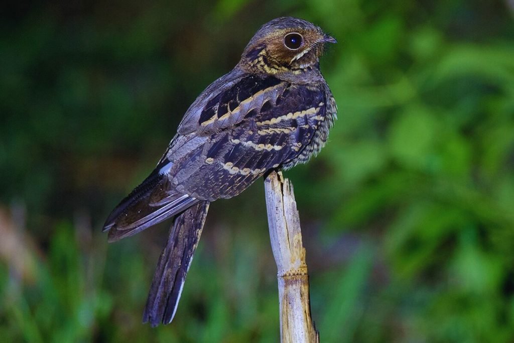Large-tailed Nightjar