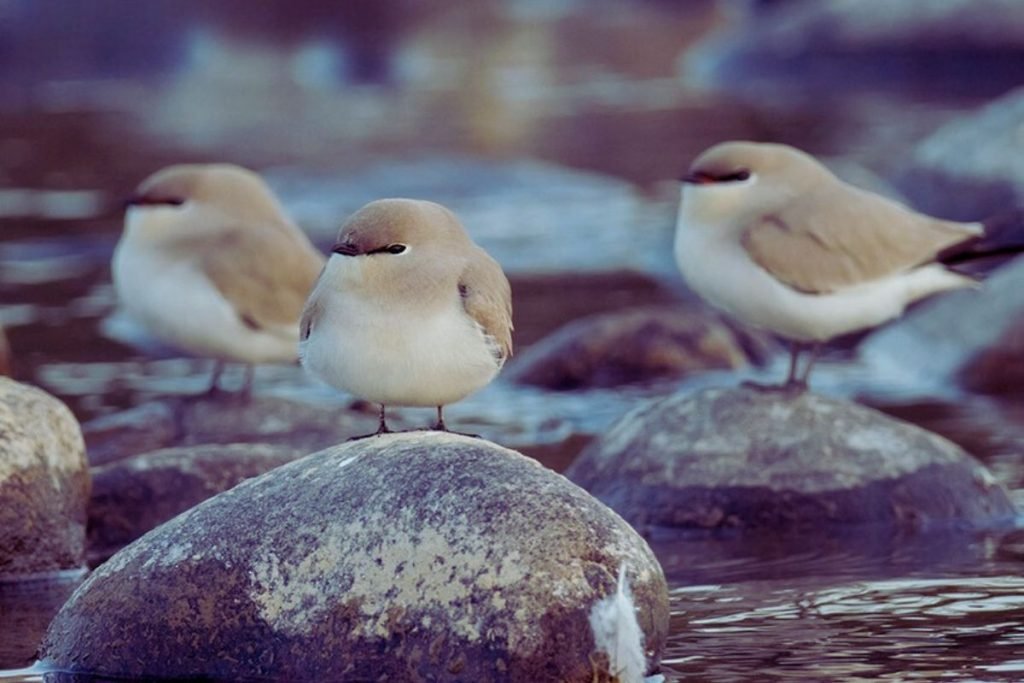 Small Pratincole