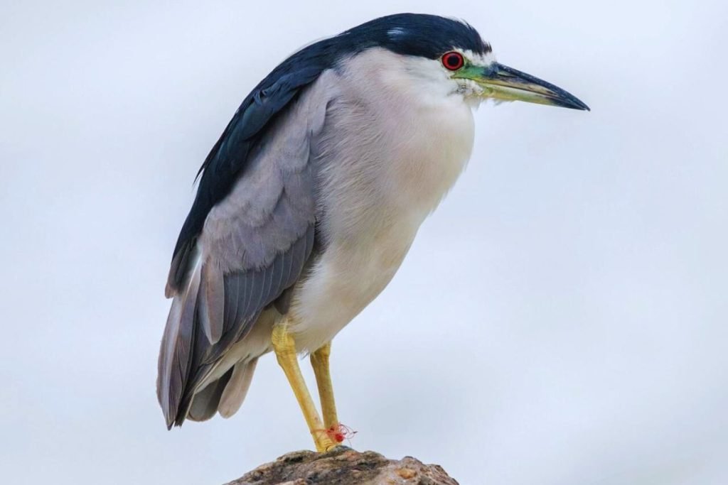 Black-crowned Night Heron