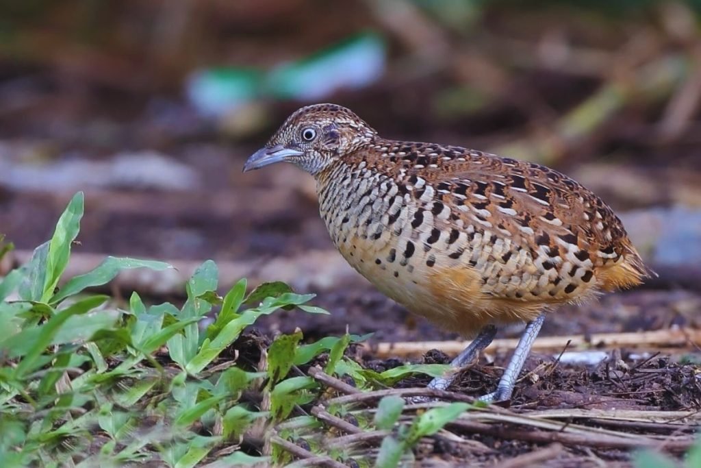 Barred Buttonquail
