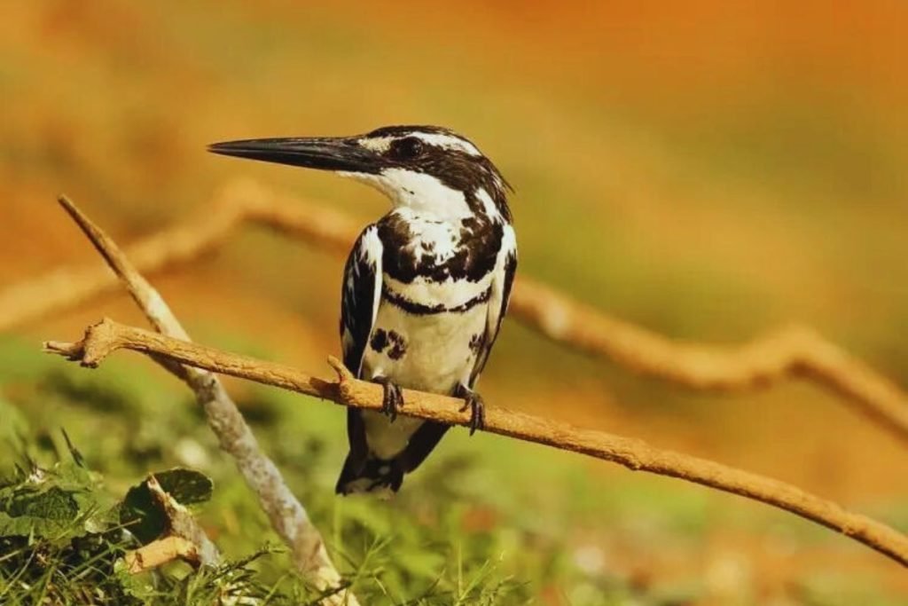 Pied Kingfisher