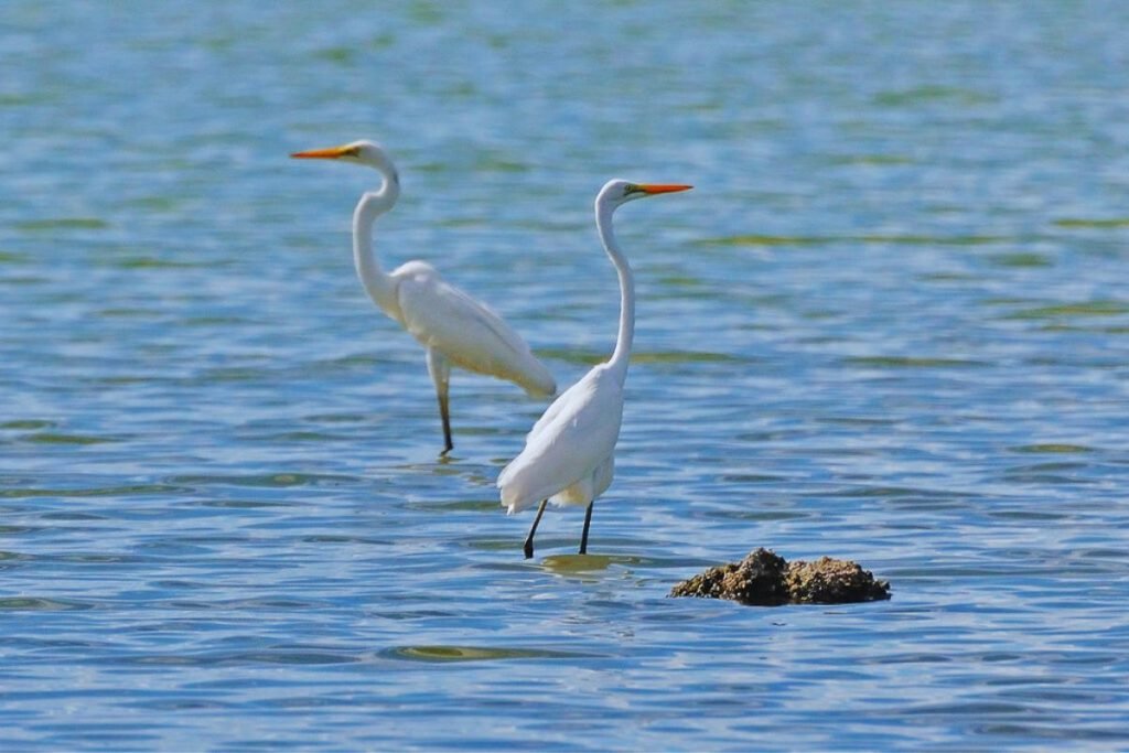 Herons and Allies