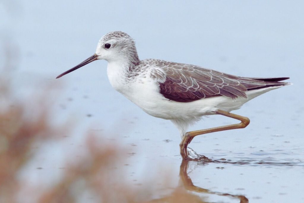 Marsh Sandpiper