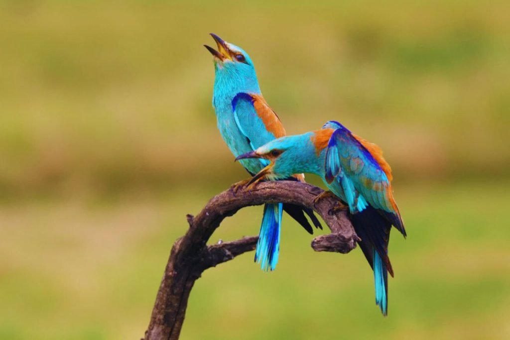 European Roller