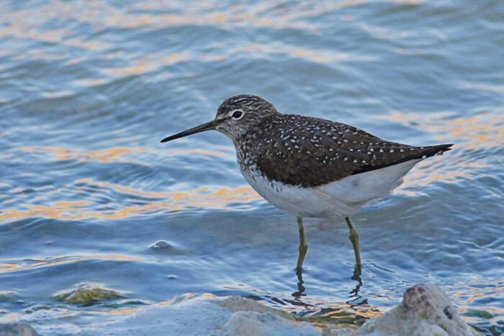 Green Sandpiper in  Rajaji National Park