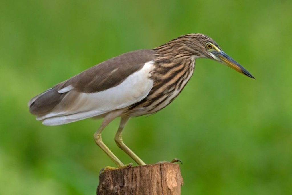 Indian Pond-Heron